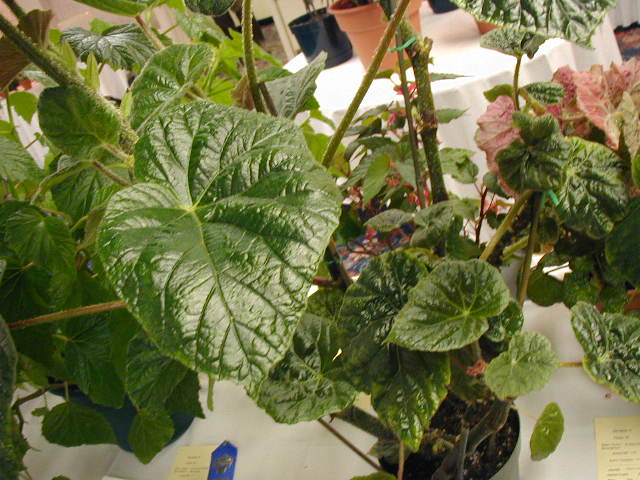 B. ‘Hikoichi Arakawa’